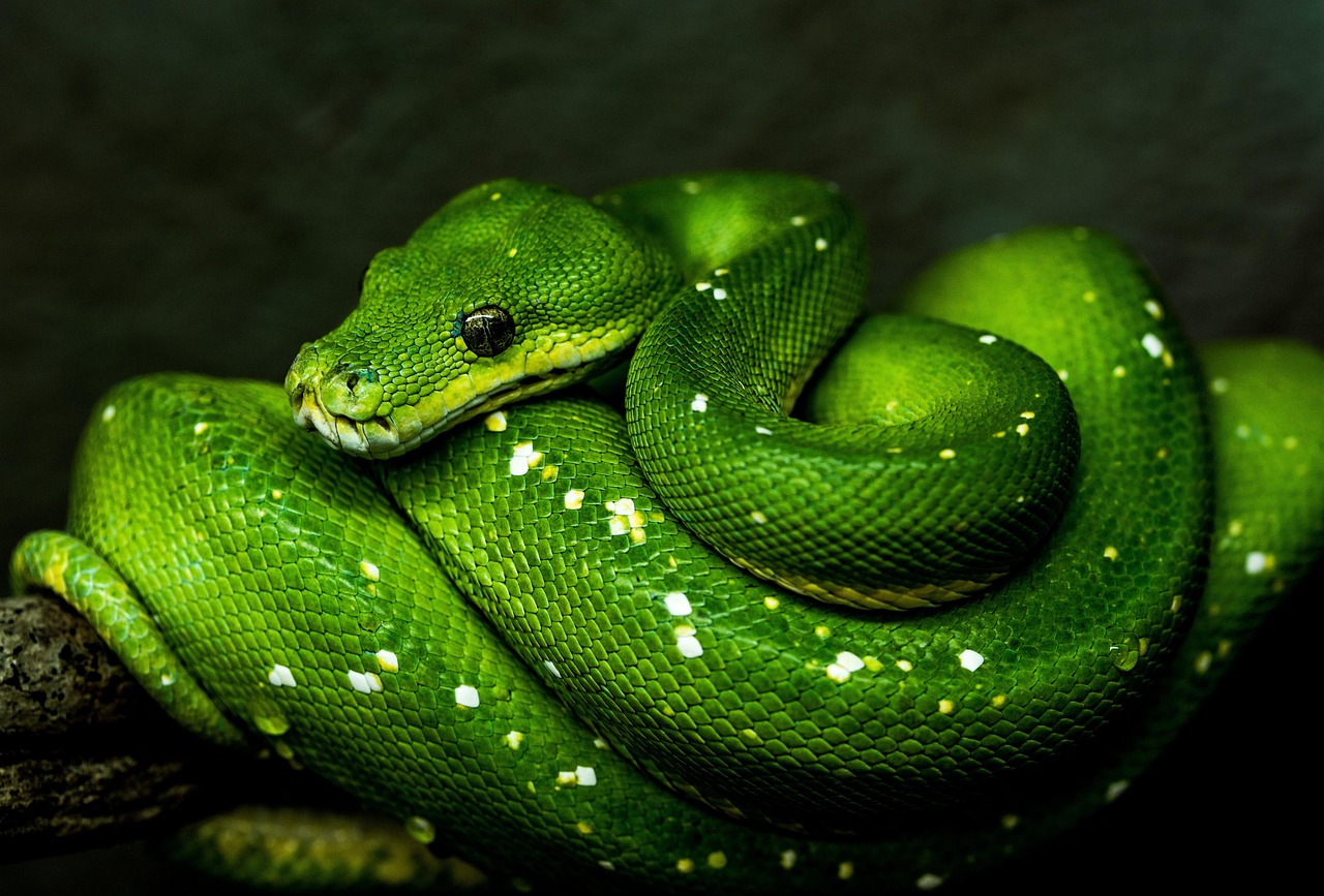 python code automation